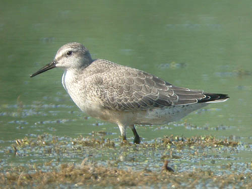 Red Knot