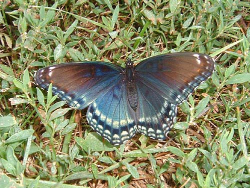 Red-spotted Purple