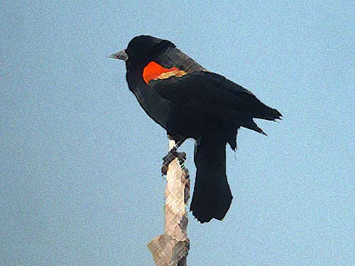 Red-winged Blackbird