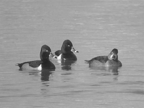 Ring-necked Ducks