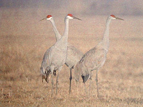 Sandhill Cranes