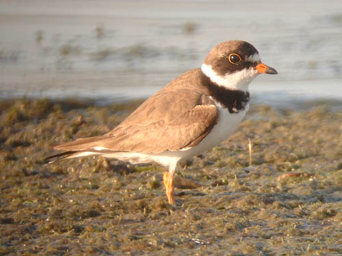 Semipalmated Plover
