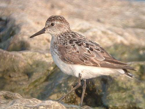Semipalmated Sandpiper