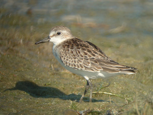 Semipalmated Sandpiper