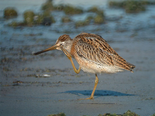 Short-billed Dowitcher