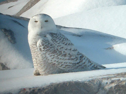 Snowy Owl