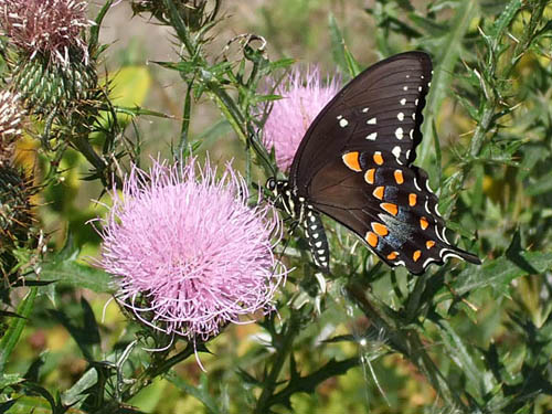 Spicebush Swallowtail