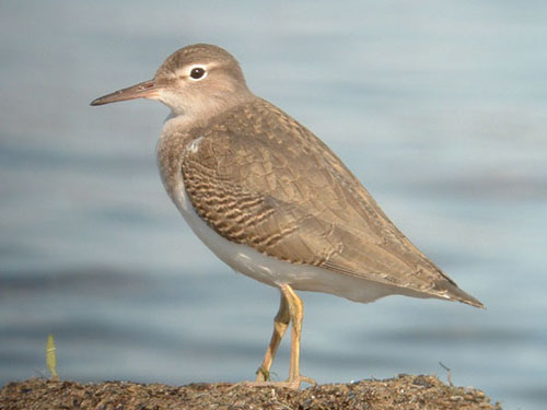 Spotted Sandpiper