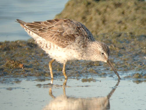Stilt Sandpiper