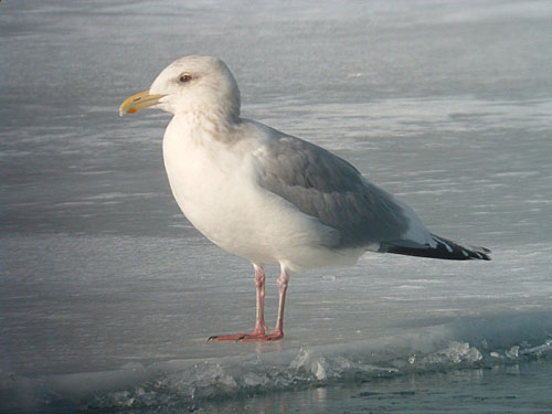 "Thayer's" Iceland Gull (adult)