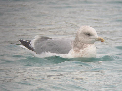 "Thayer's" Iceland Gull (adult)