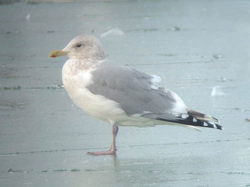 "Thayer's" Iceland Gull