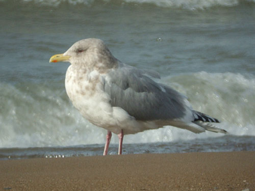 "Thayer's" Iceland Gull (adult)