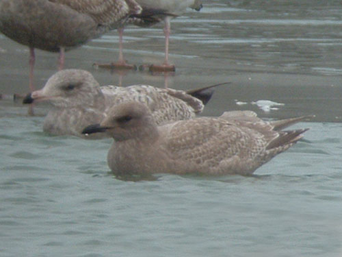 "Thayer's" Iceland Gull