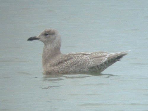 "Thayer's" Iceland Gull (first year)