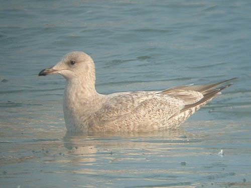 "Thayer's" Iceland Gull (first year)