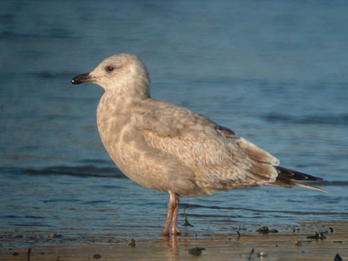 "Thayer's" Iceland Gull (first year)