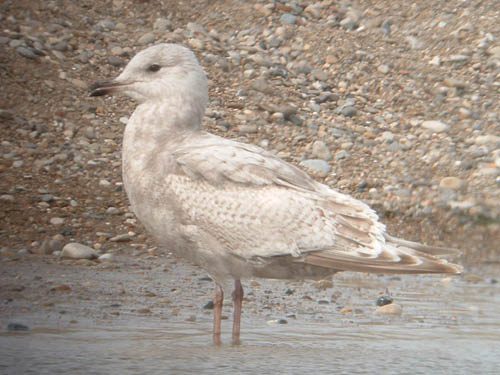 "Thayer's" Iceland Gull (first year)