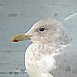Thayer's Gull