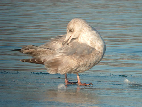 "Thayer's" Iceland Gull (second year)