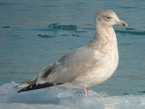 "Thayer's" Iceland Gull (third year)