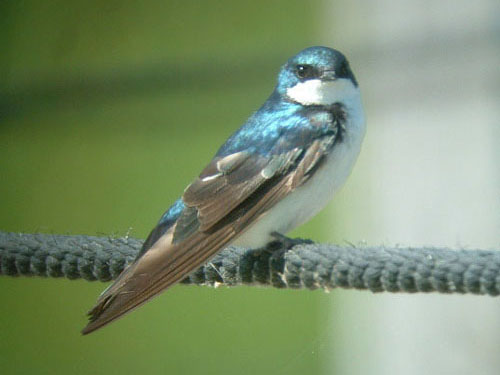 Tree Swallow