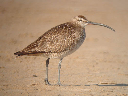 Whimbrel