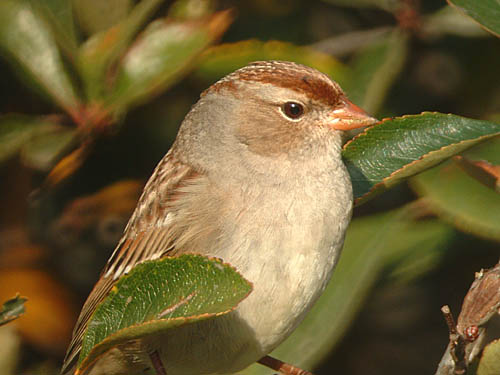 White-crowned Sparrow