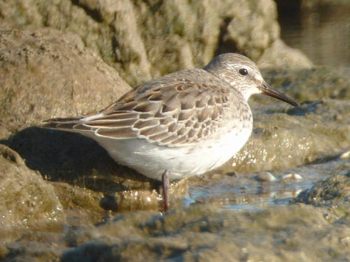 White-rumped Sandpiper