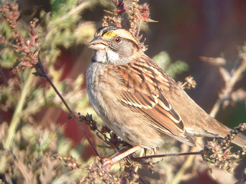 White-throated Sparrow