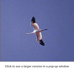 Whooping Crane Flight Shot