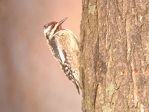 Yellow-bellied Sapsucker