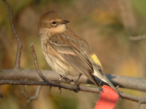 Yellow-rumped Warbler