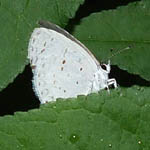 Summer Azure Butterfly