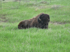 American Bison
