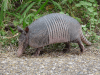 Armadillo