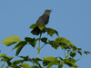 Gray Catbird