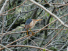 Least Bittern