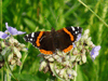 Red Admiral