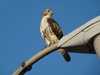 Red-tailed Hawk
