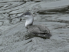 Red-throated Loon