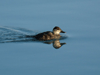 Ruddy Duck