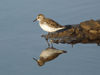 Semipalmated Sandpiper