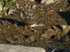 Spotted Sandpiper