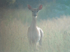 White-tailed Deer