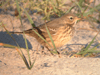 American Pipit
