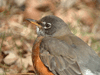 American Robin