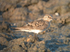 Baird's Sandpiper