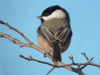 Black-capped Chickadee