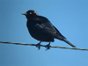 Brewer's Blackbird